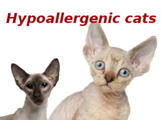 Top 9 Cats That are Most Hypoallergenic