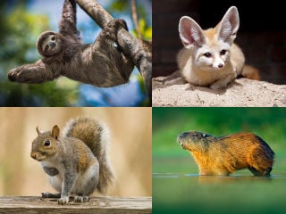 Top 10 Legal Exotic Animals in New York State