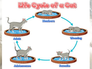 The Life Cycle of Cats (Stages of Development)