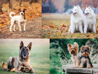 Top 10 Longest Living Dog Breeds