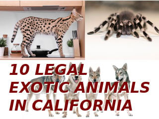 Top 10 Legal Exotic Animals in California 