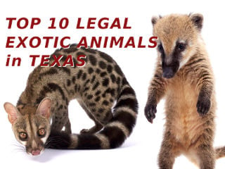 Top 10 Legal Exotic Animals in Texas
