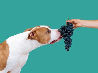 What can my dog eat? FAQs Answered