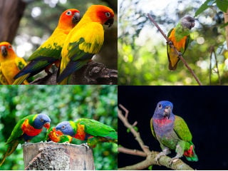 What is the Best Parrot Breed for An Apartment?