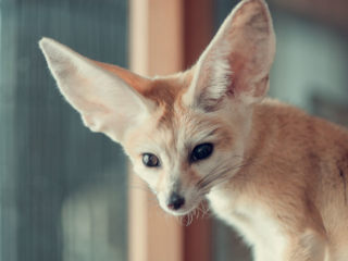 What You Need to Know about Caring for a Fennec Fox in Captivity