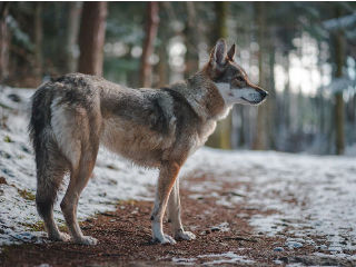 Breeds of the Dogs That Looks Like Wolf