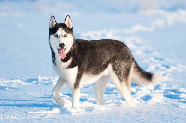Finnish reindeer herding huskies