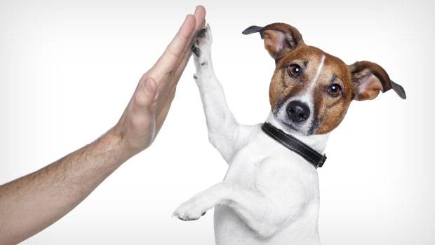 10 Most Popular Dog Breeds in United States