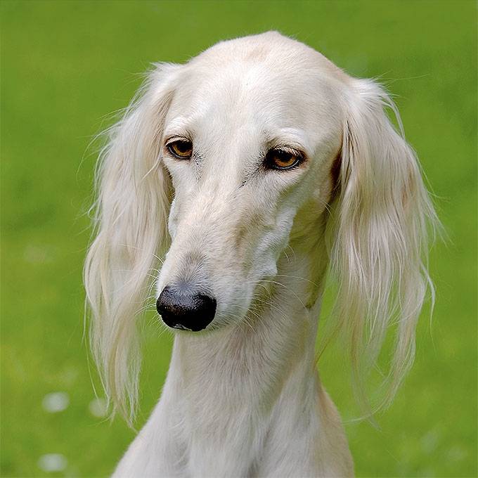 Rare Dog Breeds: Saluki