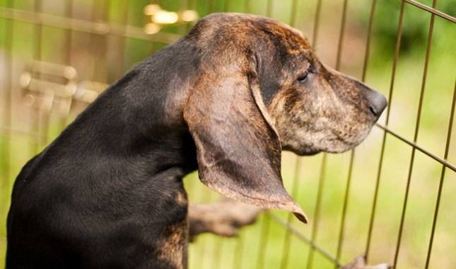 The correct choice of a hound