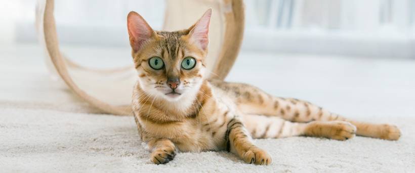 Cat treats: Truth or Myth?