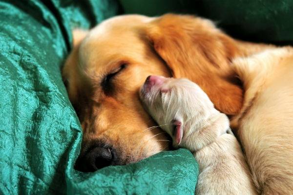 10 golden rules of taking care of a puppy