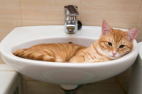 How to bathe a cat?