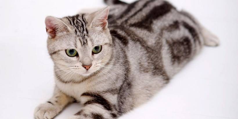 A Breed and Color Guide to Different Types of Cats