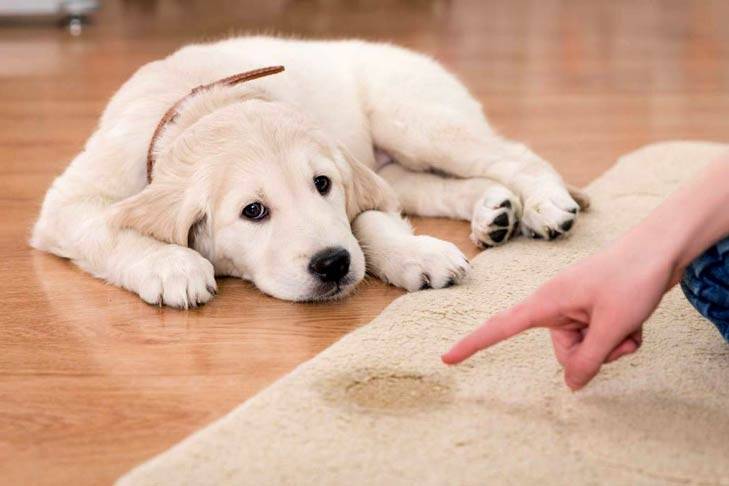 Teach the puppy to the street toilet