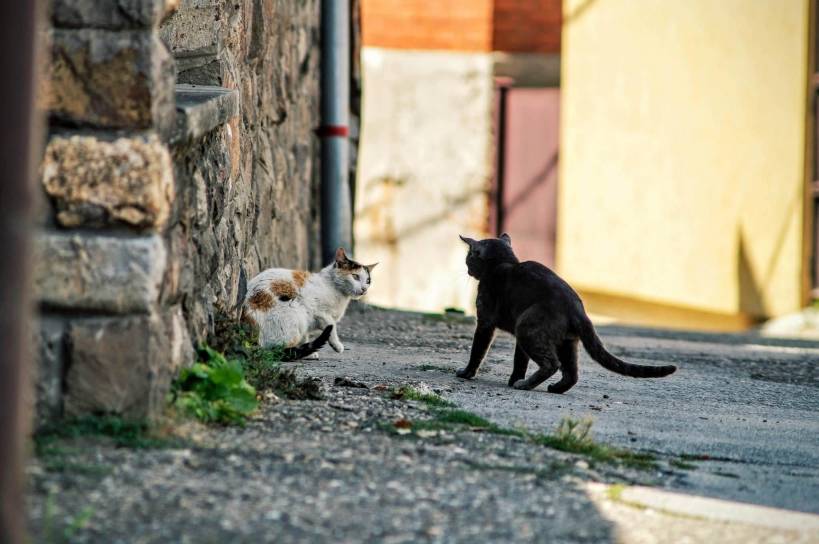Body language and behavior of cats