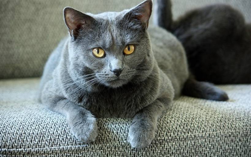 Cartesian cat (Chartreux)
