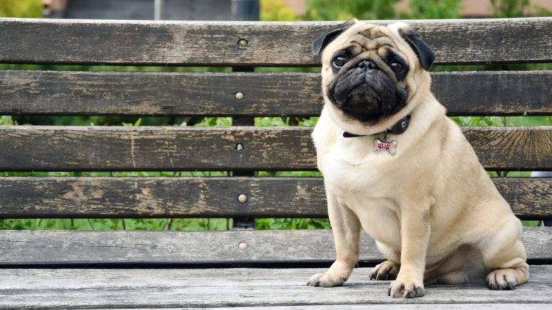 History of the Pug breed