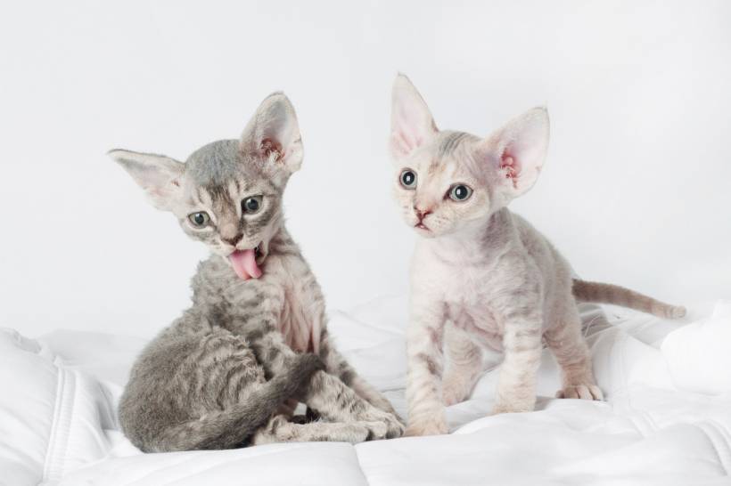 Dry food, canned food or natural products?