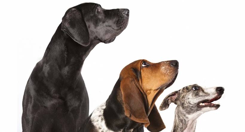 Dogs: The beginning of life