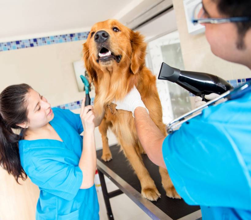 The Best Ways To Care For Your Dog's Coat