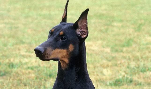 Dobermann (Dobermann Pinscher)