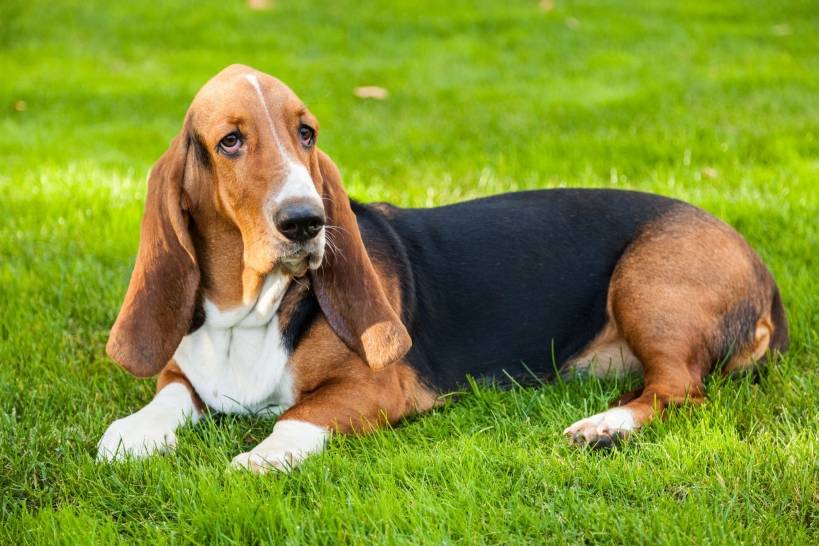 Do you want a fun and mischievous pet? Get a basset!