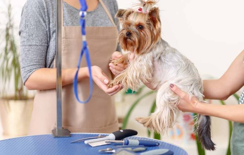 Purebred dogs require a good groomer