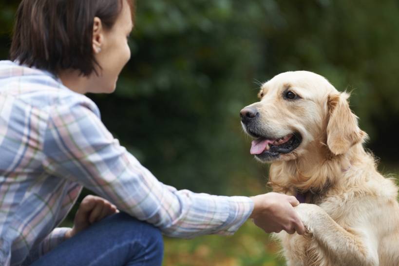 Understanding Dog Language and Communication Basics