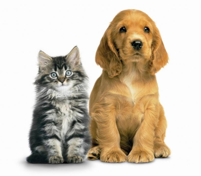 The history of man and cat's relations