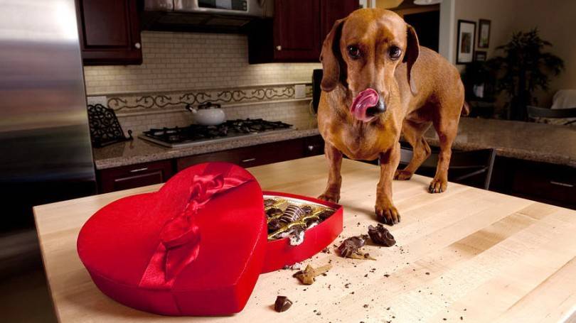 Products are harmful to dogs