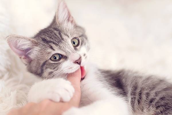 Why does the cat chew out its hair?