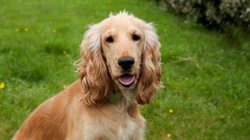 English Cocker Spaniel