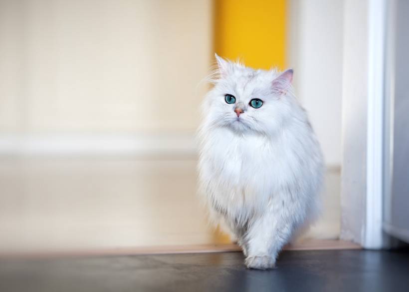 The Benefits of Providing Advanced Cat Education Experiences