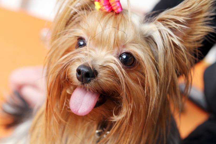 Yorkshire Terrier: Diseases