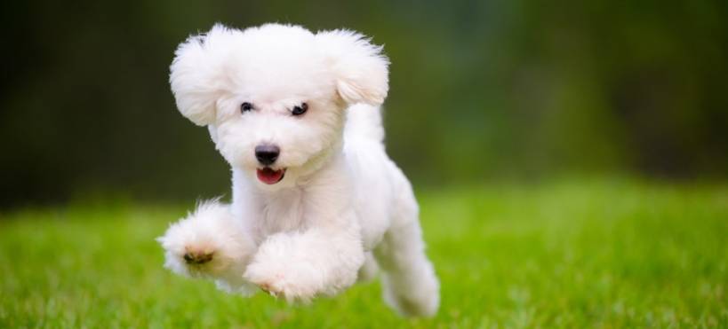 Interesting and fun facts about dogs