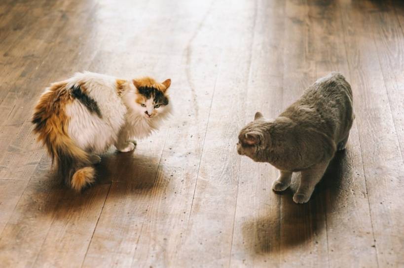 10 Ways to Deal With An Aggressive Cat