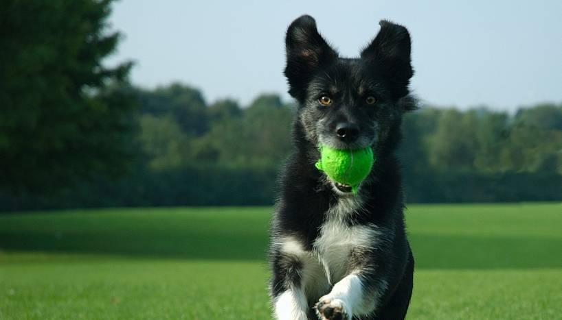 10 Most Trainable Dog Breeds
