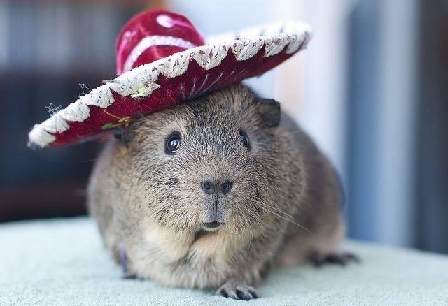 Can You Feed a Guinea Pig?