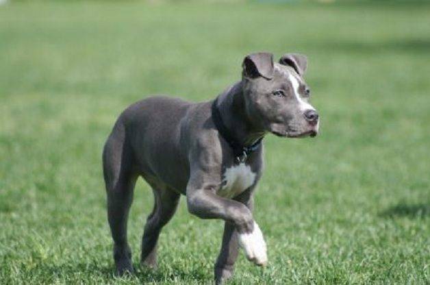 Dog breed Pit Bull Terrier