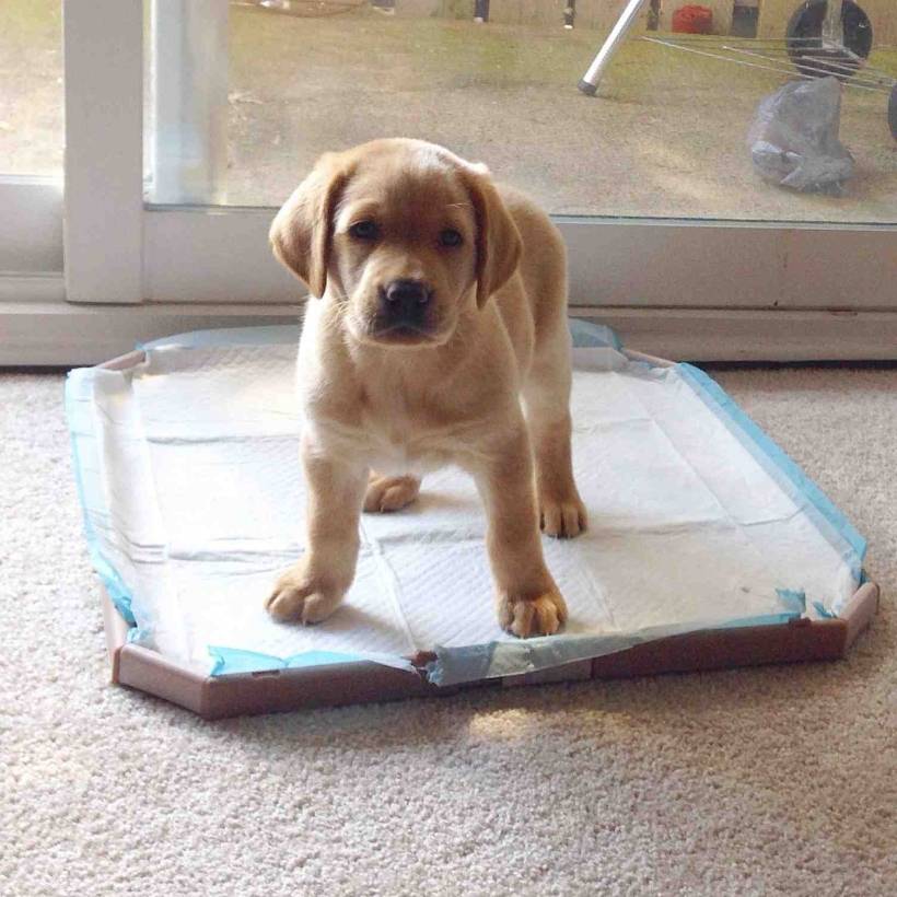 Train the puppy to the toilet on the street