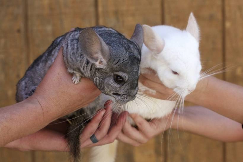 Chinchilla
