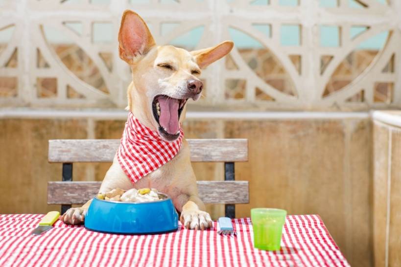 Best foods for Dogs