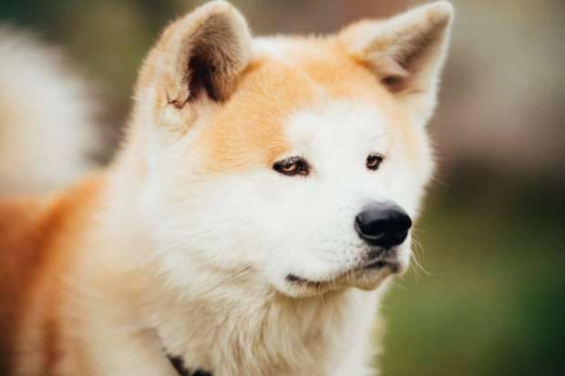 Japanese Akita dog - legend