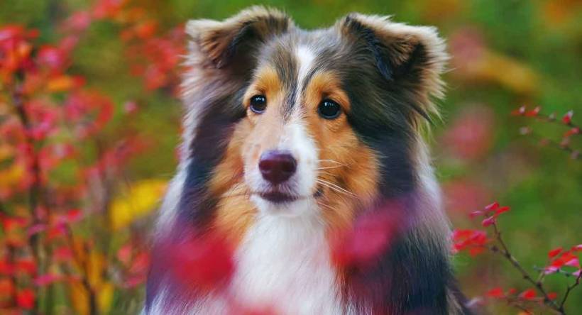 Shetland sheepdog