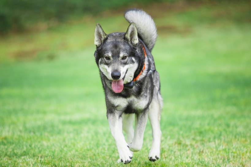 Laika - the best friend