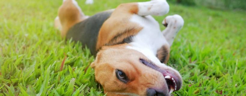 Instincts and habits in dogs