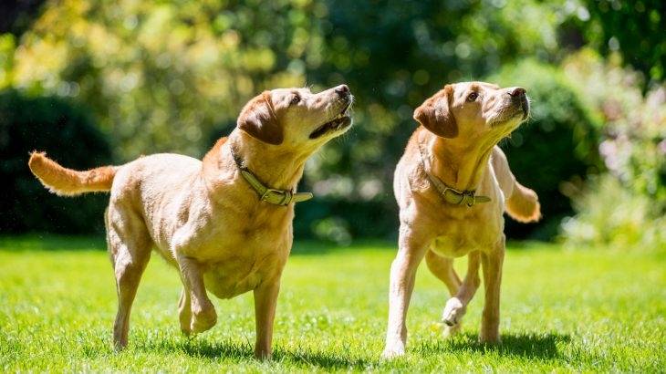 Who is the relative of the domestic dog?