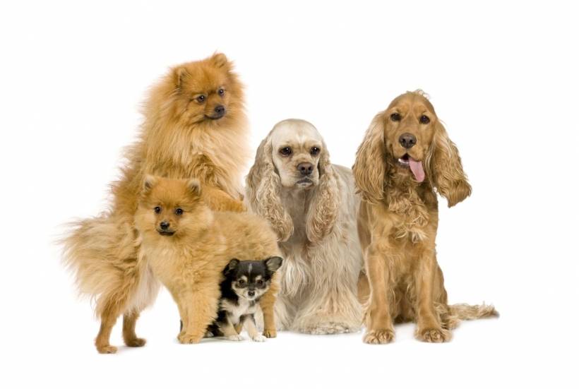 Dog Breeds