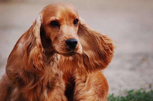 The English Cocker Spaniel breed standard